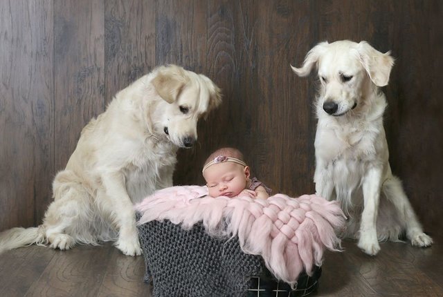 Illustration de l'article : 2 Goldens Retrievers aident un enfant de 15 mois à sortir de sa chambre pour obtenir des friandises (vidéo)